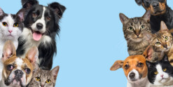Meet The Pets Of Capital Investment Advisors
